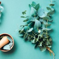 Aceite esencial de eucalipto