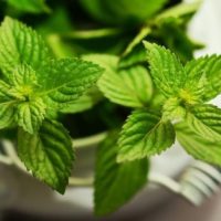 Aceite esencial de hierbabuena